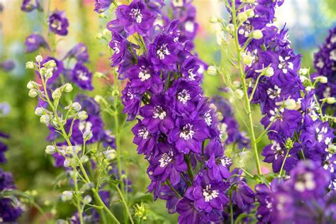How To Grow And Care For Delphinium