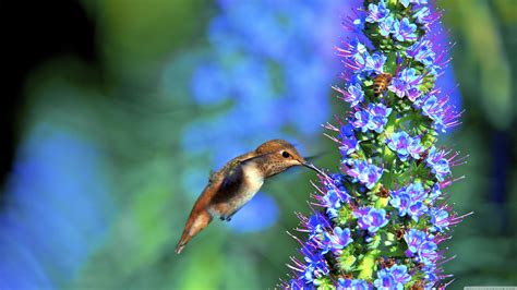 Humming Birds 4k Wallpapers Wallpaper Cave