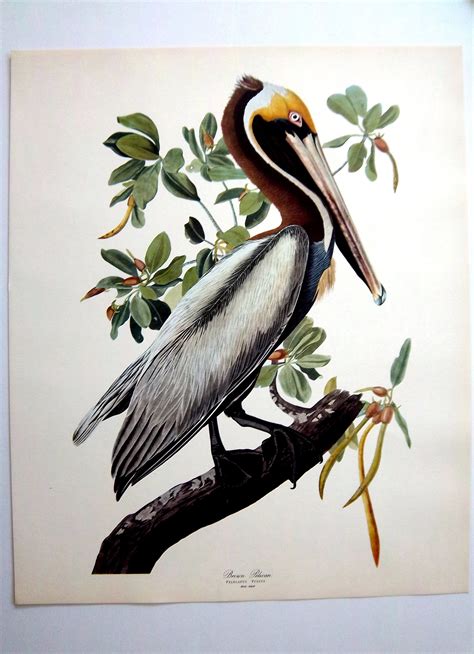 Antique Audubon Bird Print 14 X 17 Audubon Brown Etsy Audubon