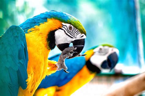 Cute Tropical Rainforest Birds
