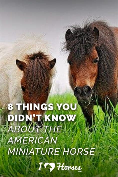 8 Things You Didnt Know About The American Miniature Horse Miniature