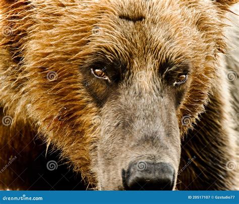 Alaskan Grizzly Bear Portrait Stock Image Image Of Katmai Bear 20517107