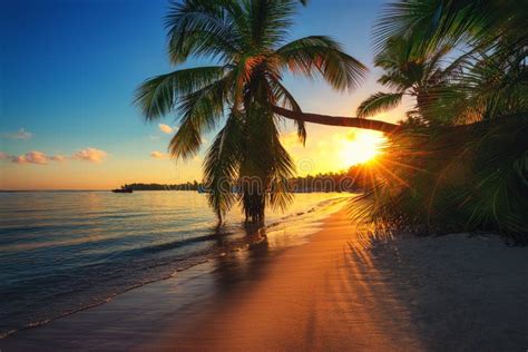 Palm Trees On A Tropical Island Beach Sunrise Shot Stock Image Image