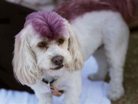20 Hilarious Examples Of Dog Grooming