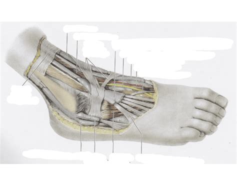 Anterolateral Foot And Ankle Quiz