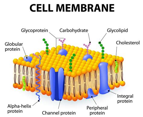 The size of the cell vary from a few microns to a few centimeters. Cell Membrane Structure and Function - Biology Wise