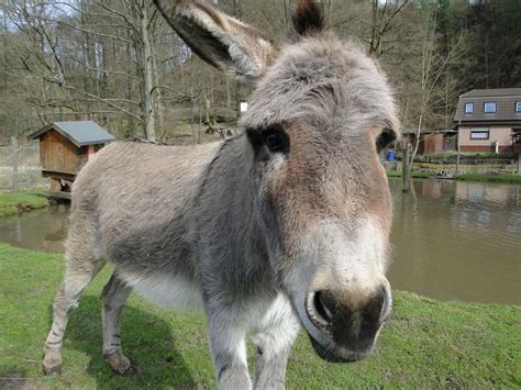 Der Esel im Tierpark Hardegsen Foto & Bild | tiere, zoo, wildpark