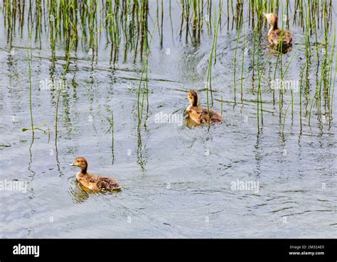 Green Winged Teal Ducklings Dease Lake Along Stewart Cassiar Highway