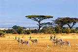 Images of African Safari Parks