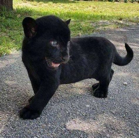 Baby Panther Is The Cutest
