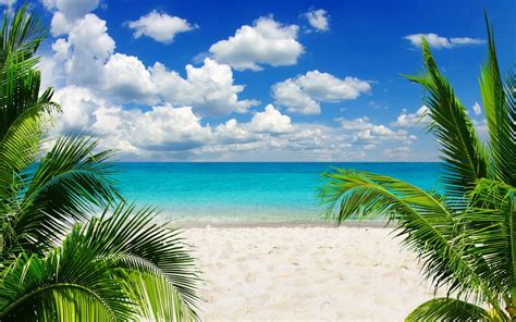 1920x1200 Beach Sand Palm Trees Wallpaper Coolwallpapersme