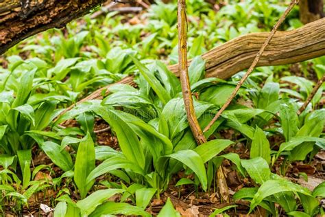 Wild Garlic Growing In An Unspoilt Woodland Stock Photo Image Of