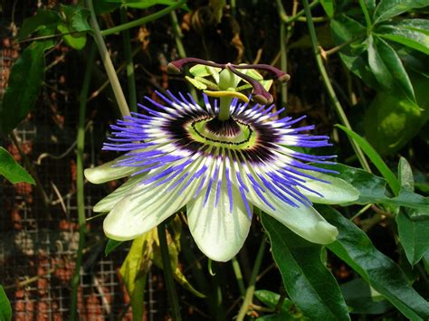 Free passion flower 1 Stock Photo - FreeImages.com