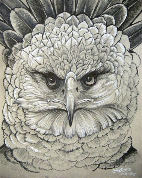 How To Draw A Harpy Eagle Flying Rosa Louisa