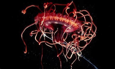Gallery Meet 6 Bewitching Rarely Seen Creatures From The Oceans