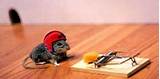 Mouse Trap Working Photos