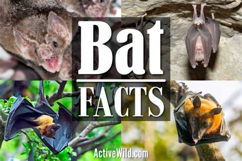 Bat Facts The Ultimate Guide To Bats Characteristics Types Ecology