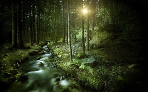 Dark Green Forest Background