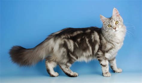 Books and articles dealing with these aspects of the maine coon cat have been well received as people. Maine Coon Cat Breed Information