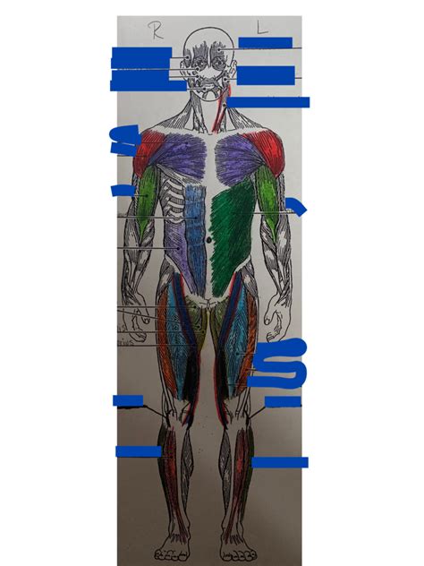Human Body Muscles Labeled Front And Back Muscles Of The Chest And