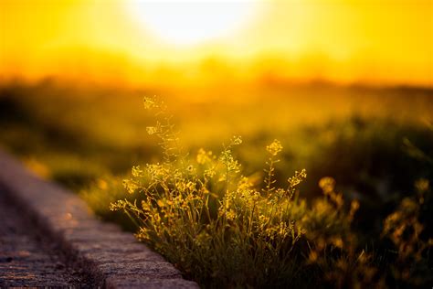 壁纸 阳光 景观 景深 花卉 性质 天空 黄色的花朵 植物 领域 日出 晚间 早上 太阳 大气层 油菜籽 黎明 草地 野花 3000x2000像素