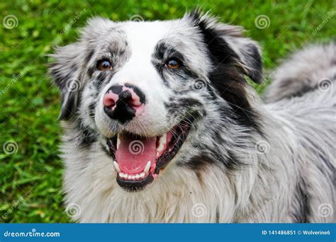 Australian Shepherd Looking Up In The Sky And Smiling Stock Image