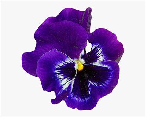 Use these flower clipart no background. Violet Flower No Background , Free Transparent Clipart ...
