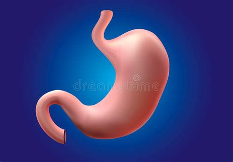 Human Healthy Stomach Internal Digestion Organ Design Background