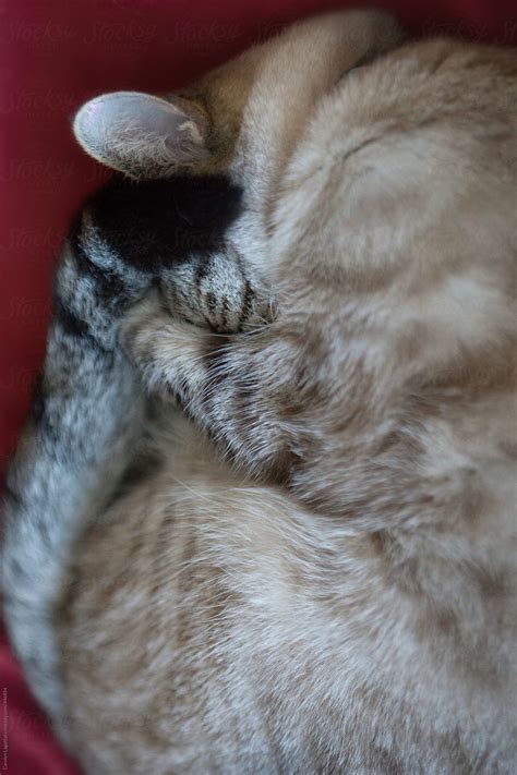 Siamese Cat Curled Up In A Ball With Her Paws Over Her Face By