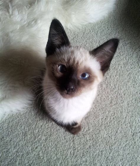 lilac point balinese cat pets ideas