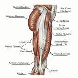 Gluteal Muscle Exercises To Strengthen Glutes
