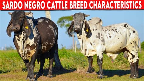 ⭕ Sardo Negro Characteristics Cattle Texas Longhorn Youtube