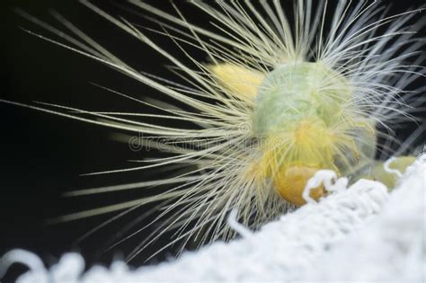Cerrar Con Tussock Moth Larvae Caterpillar Foto De Archivo Imagen De