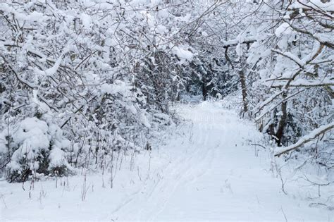 Snowy Pathway Through A Deciduous Forest Stock Photo Image Of Gray