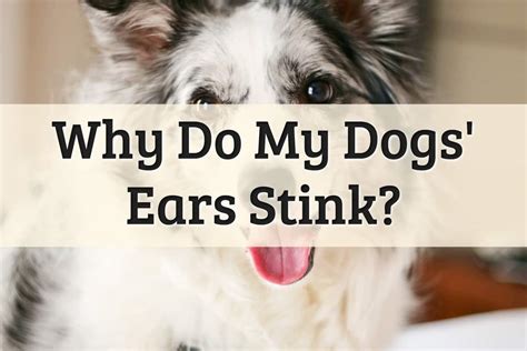 5 Reasons Why A Dogs Ear To Stink And Smell Bad 2022 Remedy
