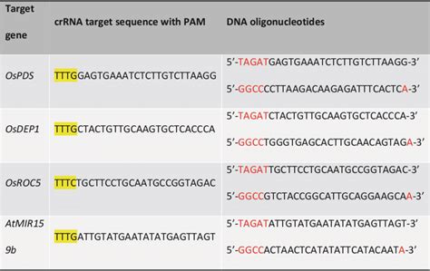 Crrna Target Sequences And Dna Oligonucleotides Download Scientific