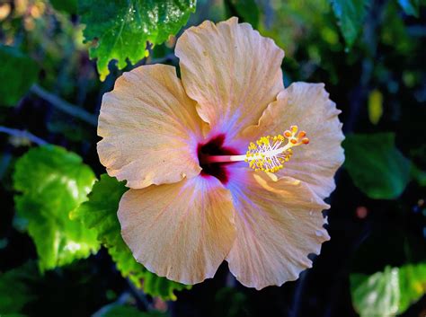 Know About Hibiscus Benefits For Skin Evergreen Blog Post