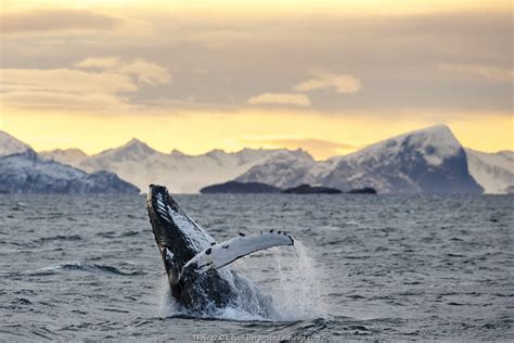Kingdom Of Whales Nature Picture Library