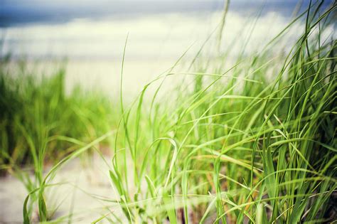 Beach Grass On The Oregon Coast By Ryanjlane