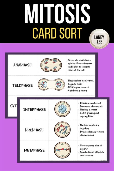Mitosis And The Cell Cycle Card Sort Mitosis Sorting Cards Cell Cycle
