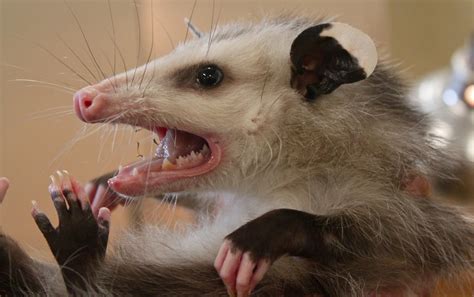 Some Say Theyre Pests But Opossums Can Be Helpful