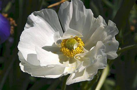 250 Persian White Poppy Papaver Somniferum Flower Seeds Etsy