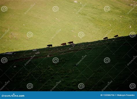 Landscape Of The Hills And Grazing Animals Stock Photo Image Of