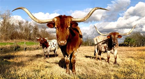 all hat and no cattle the monument group