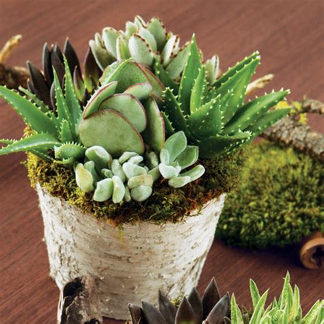 En esta ocasión, te queremos hablar sobre 5 especies de éstas últimas, las de aguas profundas. Succulent Birch Planter, All Gifts: Olive & Cocoa