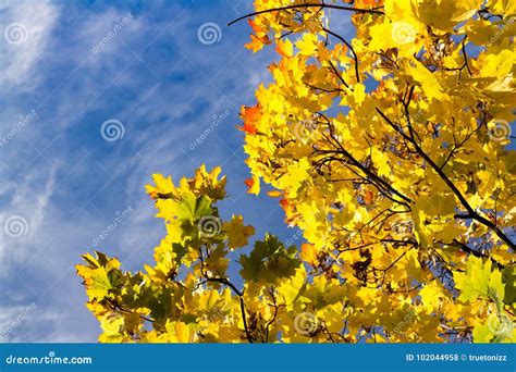Colorful Leaves In A Tree Stock Photo Image Of Outdoors 102044958