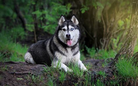 Siberian Husky In The Forest Wallpaper Animal Wallpapers 22497