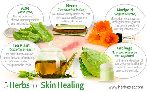 Herbs For Skin Healing Skin Healing Healing Herbs Healing