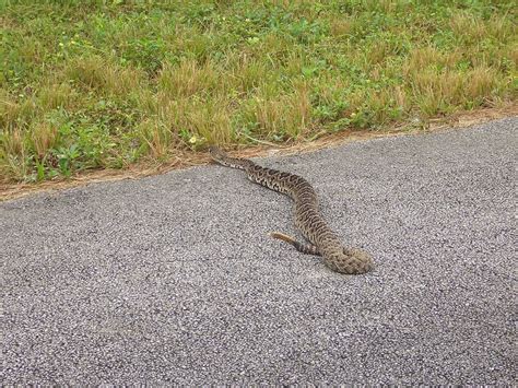Rattlesnake Npsphoto Everglades National Park Everglades Florida
