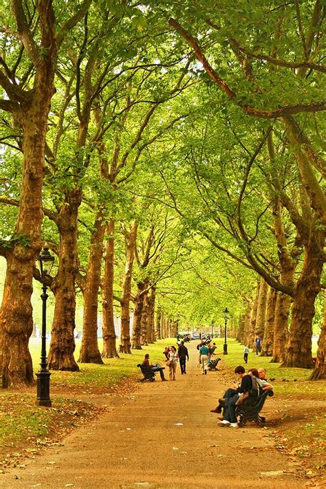 Green Park London Walked This Path Brought Home A Giant Leaf From